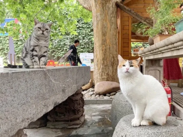 米麒麟:我掉缸怎麼了? 米麒麟:我掉缸怎麼了?