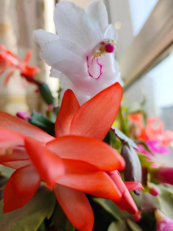 美麗綻放的蟹爪蘭