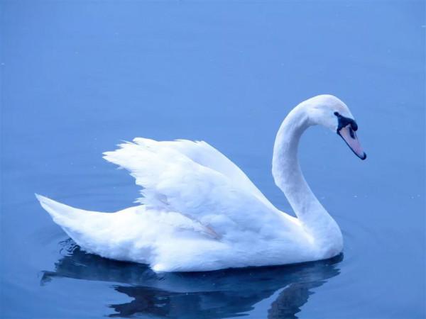 2020年,一隻白天鵝,為什麼要見一個山東男人? 2020年,一隻白天鵝,為什麼要見一個山東男人?