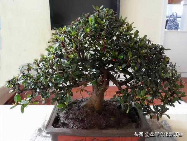 盆景的極佳樹種:中華蚊母 盆景的極佳樹種:中華蚊母