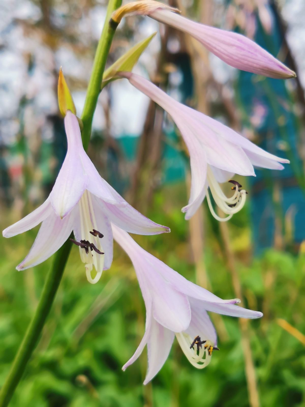 6種植物不見光也能長得好,適合北陽臺養護,耐陰效果超好 6種植物不見光也能長得好,適合北陽臺養護,耐陰效果超好