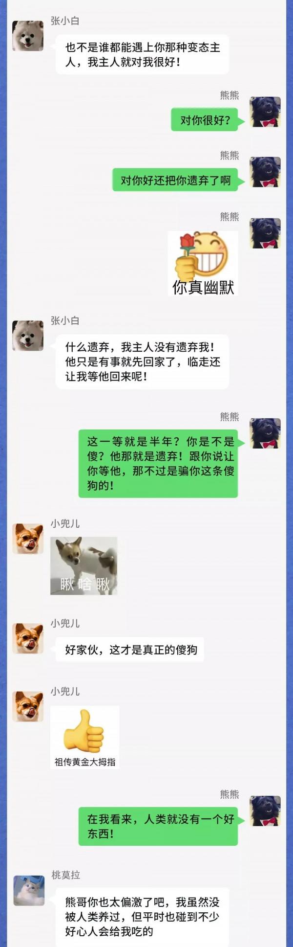 寒潮之下，流浪動物在一個群裡會聊什麼？