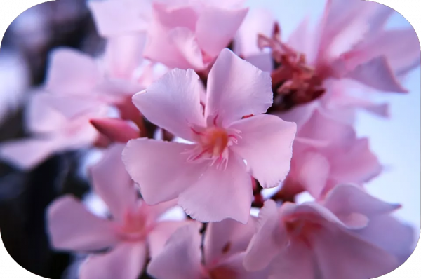 2塊錢，奪走了我家貓的命