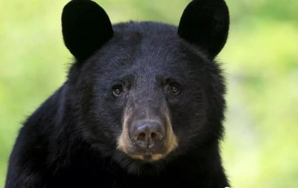 每日中藥——熊膽粉 每日中藥——熊膽粉