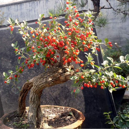 小盆栽，大用處！家裡就養這7種“健康花”，關鍵時刻幫大忙