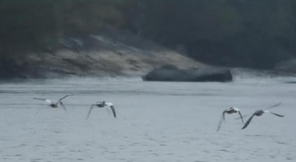 連續第15年！世界瀕危動物中華秋沙鴨飛抵江西龍虎山棲息越冬