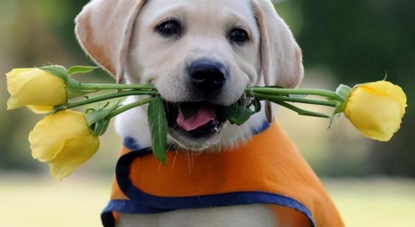 盤點熱門犬種：什麼狗狗更適合你呢？