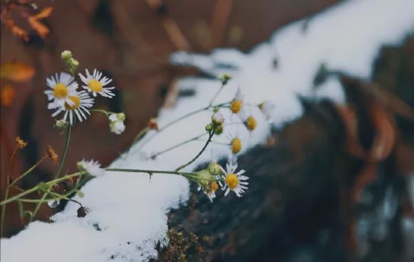 斟一杯冬日予你 斟一杯冬日予你