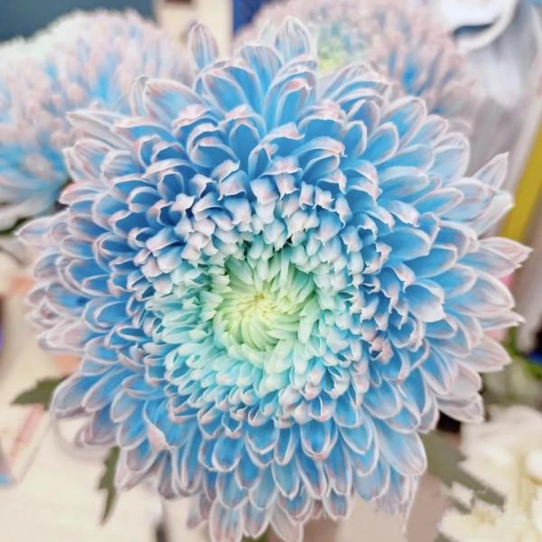 吃神仙肉長大的牡丹菊，菊界的貴妃娘娘，簡直太罕見了