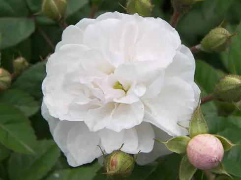 夏花絢爛的刺梅花綻放了