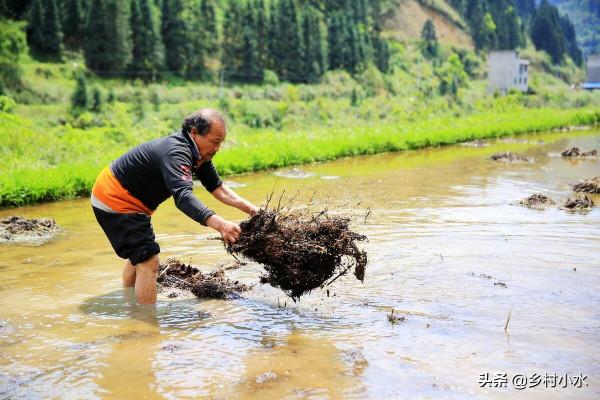 豬糞、牛糞、羊糞、雞糞,哪種“糞”肥效好?3分鐘看明白 豬糞、牛糞、羊糞、雞糞,哪種“糞”肥效好?3分鐘看明白