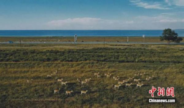 水鳥翱翔、錦鱗淺底、河清湖宴……這個大湖如此多嬌 水鳥翱翔、錦鱗淺底、河清湖宴……這個大湖如此多嬌