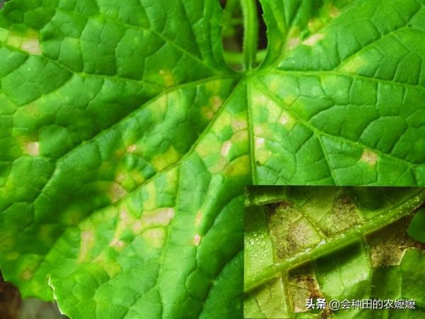 治病先認病，黃瓜細菌性角斑病如何防治？