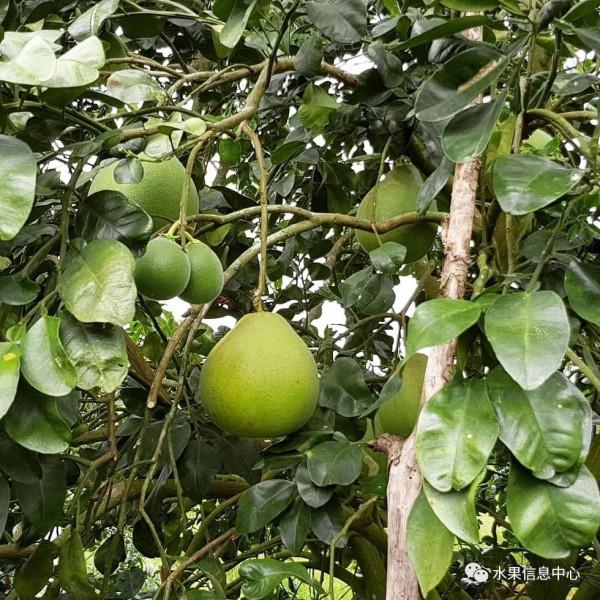 泰國超好吃的紅寶石柚子，為什麼被稱為“極品”？