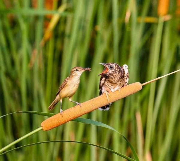 鳥兒育雛記｜暖心的愛