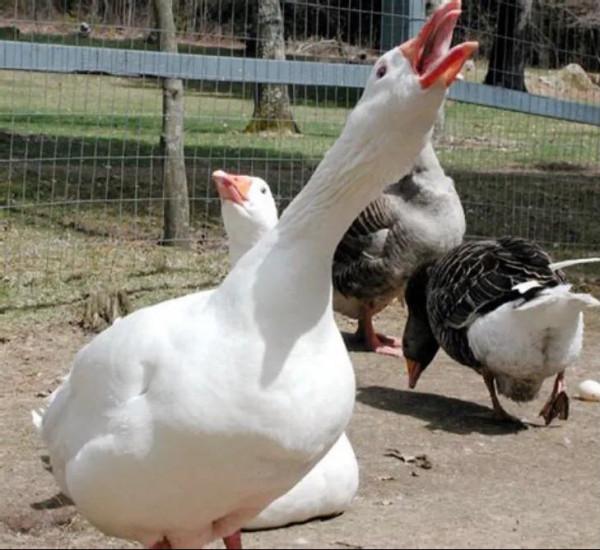 2021, 美國加拿大東部自駕(17) 2021, 美國加拿大東部自駕(17)