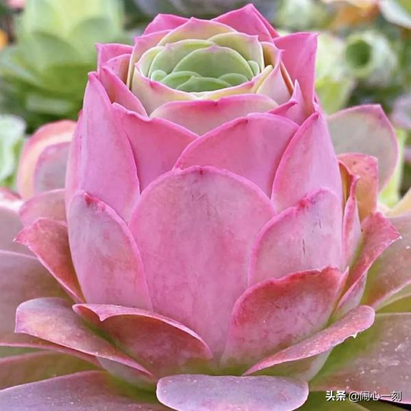 分享&mdash;&mdash;玫瑰多肉