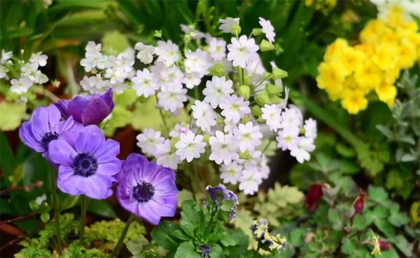 看年輕人如何玩轉小眾植物