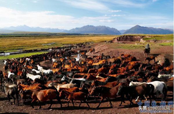 金秋山丹軍馬場雄渾壯美