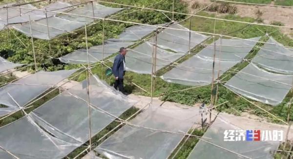 中藥材掀“漲價潮”!價格翻番!返鄉大學生回家“種藥”,年入超40萬元 中藥材掀“漲價潮”!價格翻番!返鄉大學生回家“種藥”,年入超40萬元