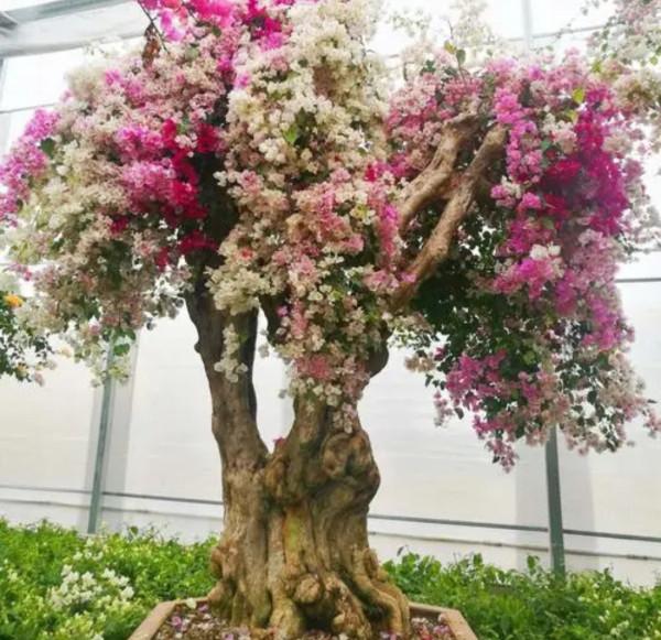 5種花&OpenCurlyDoubleQuote;壽命長&rdquo;，家裡養幾棵，長成老樁越值錢