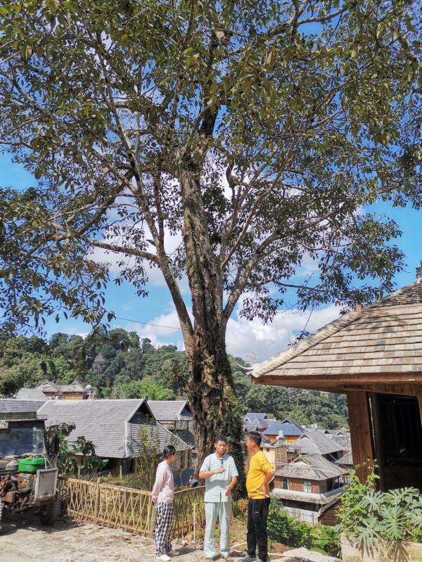 COP15生態系統篇|普洱景邁山:人、茶與自然,一葉千年 COP15生態系統篇|普洱景邁山:人、茶與自然,一葉千年