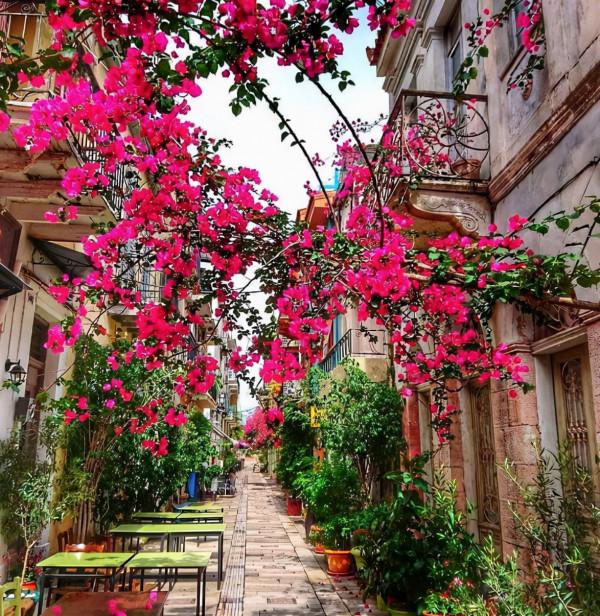 8種“安全花”，家裡有老人孩子孕婦都能養，反而清新養人