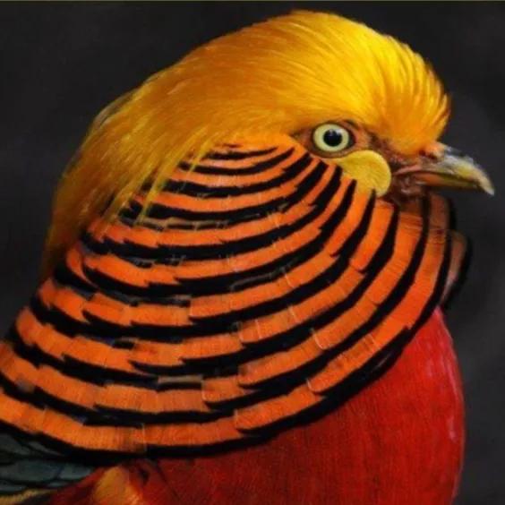 鳥的世界 鳥的天堂