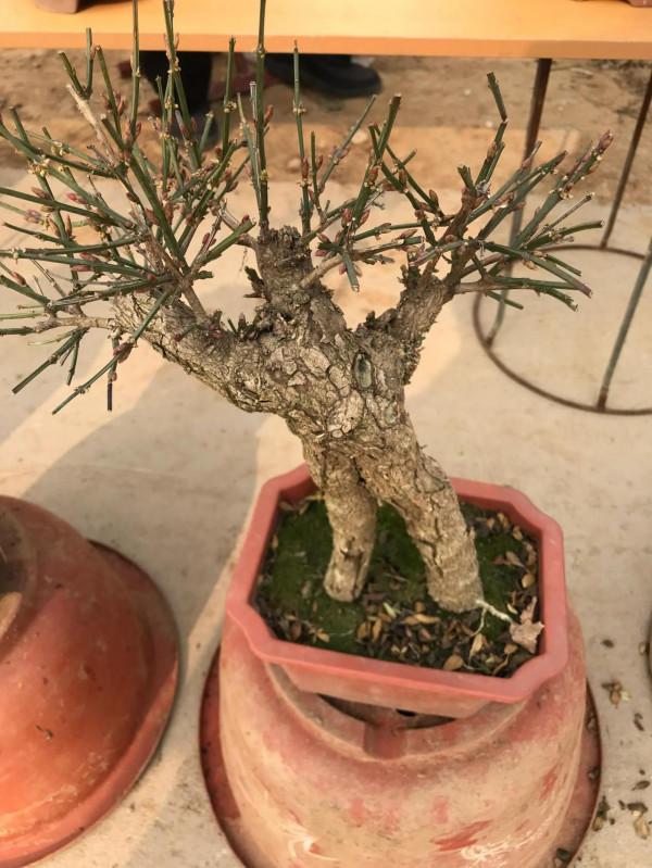 迎春盆景，居家擺置，迎春納福