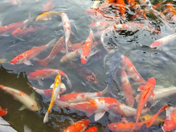 加了AI手勢的榮耀60 Pro，產品力真夠了嗎？