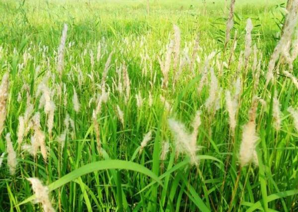 清熱利尿的白茅根，清甜可口的竹蔗茅根水