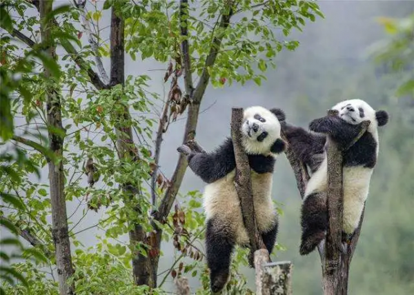 熊貓寶寶集體亮相賀新春（外四首） 作者：蕭濂