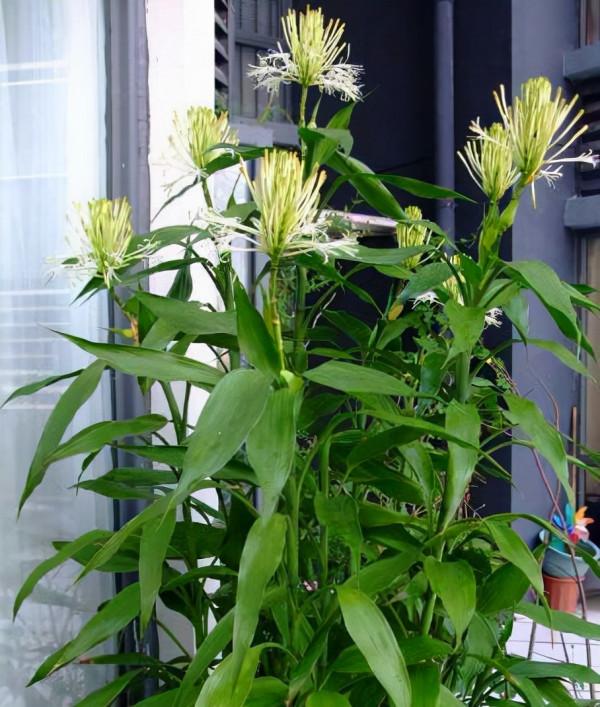 五大“吉祥花”,適合養客廳,喜歡養一盆,越養越“貴氣” 五大“吉祥花”,適合養客廳,喜歡養一盆,越養越“貴氣”