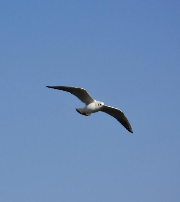 冀州區魚市北河上上演著一場精彩的表演