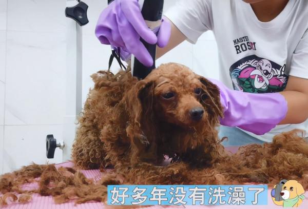 “年獸”泰迪送來洗澡,扒開毛髮一看,工作人員都不忍心下手了 “年獸”泰迪送來洗澡,扒開毛髮一看,工作人員都不忍心下手了