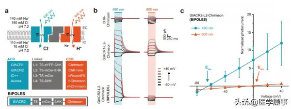 雙色視蛋白讓光遺傳學更簡單，啟用或抑制可同步進行