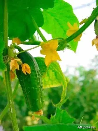 常見露地蔬菜播期及用種量(珍藏版) 常見露地蔬菜播期及用種量(珍藏版)