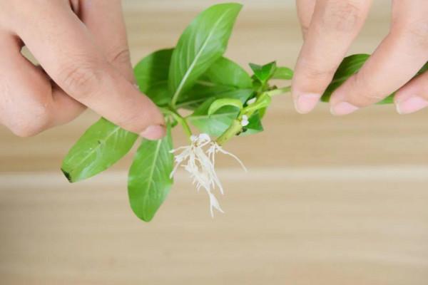 6種花別養老樁,越老越不開花,趕緊扦插備份 6種花別養老樁,越老越不開花,趕緊扦插備份