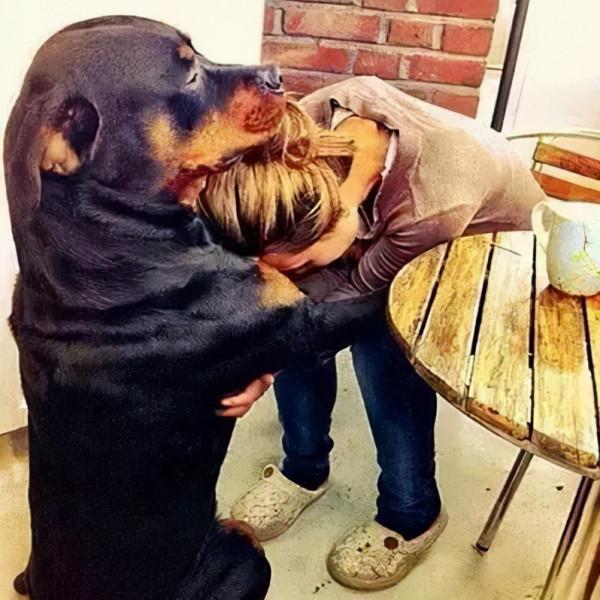 女生適合養這幾種“大狗”，你知道為什麼嗎？