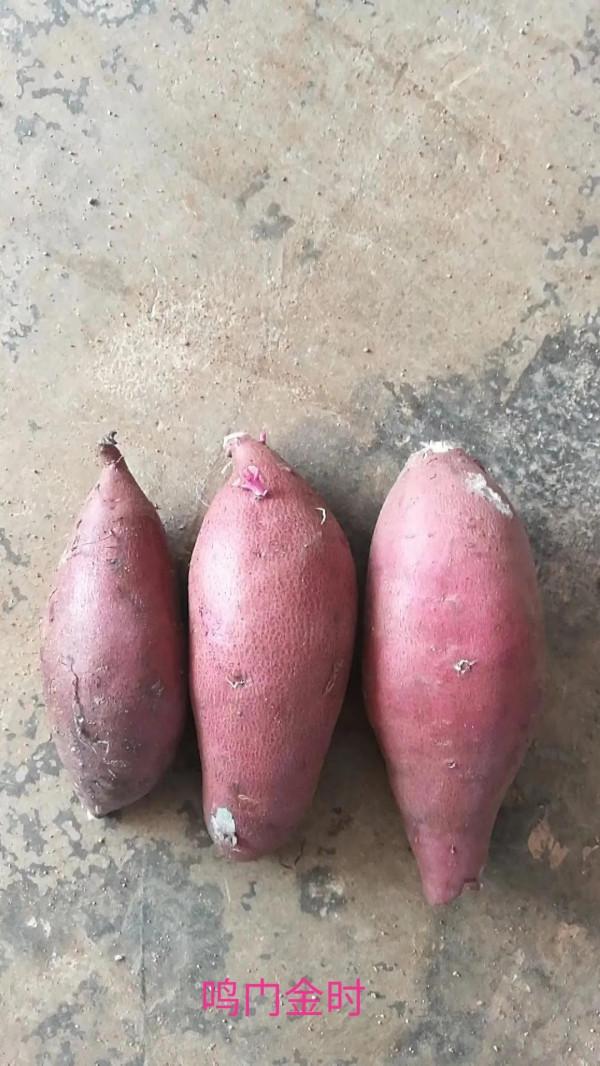 日系紅薯品種優缺點對比如下 日系紅薯品種優缺點對比如下