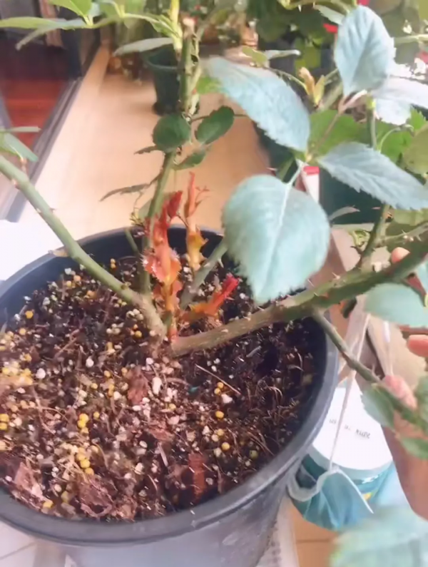 封閉陽臺也爆花!4個優秀案例,面積2.4m²-9m²,總有一個給你靈感 封閉陽臺也爆花!4個優秀案例,面積2.4m²-9m²,總有一個給你靈感