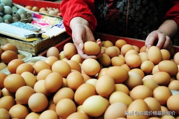今日雞蛋價格穩中有落,2021年9月22日雞蛋價格行情早報 今日雞蛋價格穩中有落,2021年9月22日雞蛋價格行情早報