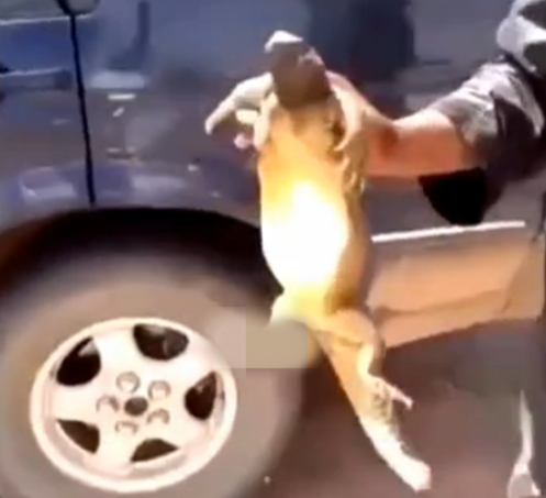 汽車引擎驚現大蜥蜴，車主當場嚇暈，網友：還好人沒事