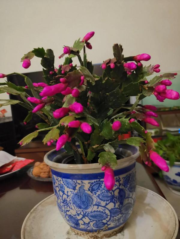 蟹爪蘭花開同樣值得讚美