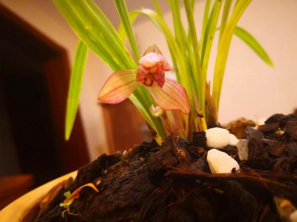 紅花荷瓣春蘭今春開花了