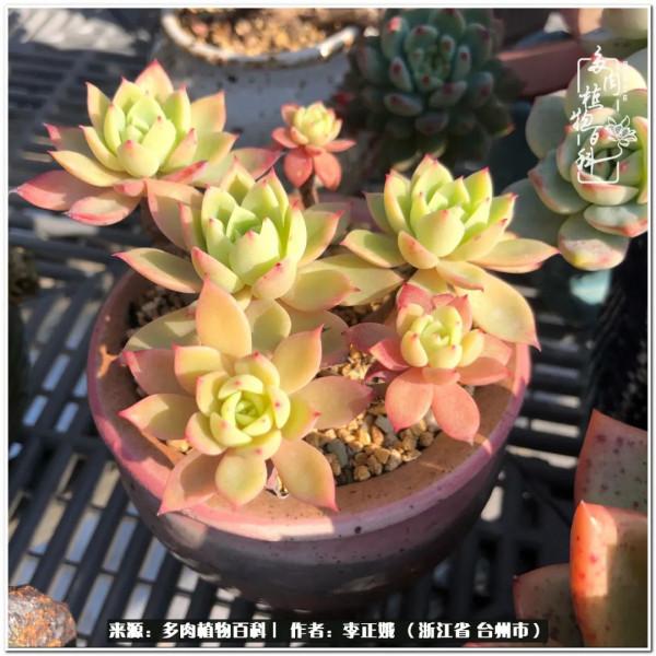 我的多肉，我的小世界