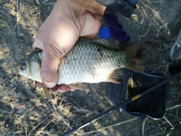 「雙11」寒潮來襲檢驗是否空軍,什麼用蚯蚓也能上草魚? 「雙11」寒潮來襲檢驗是否空軍,什麼用蚯蚓也能上草魚?