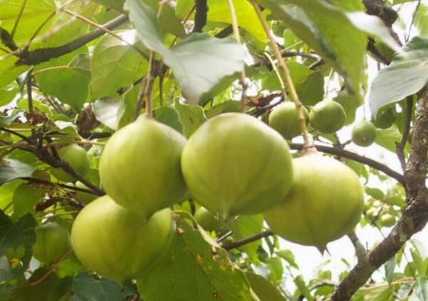 油桐:被遺忘的傳統經濟作物,兒時撿來換錢,如今樹都快被砍光了 油桐:被遺忘的傳統經濟作物,兒時撿來換錢,如今樹都快被砍光了