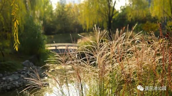 【FENG景】創森動態 | 蓮花池公園多彩的秋天