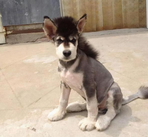 帶著狗子去理髮，結果博美被剪成了方塊頭，薩摩耶被剪成了小海豹